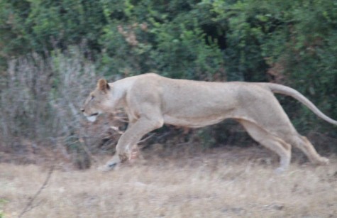 Die Nachfahren der Man Eater Löwen, Tsavo Ost