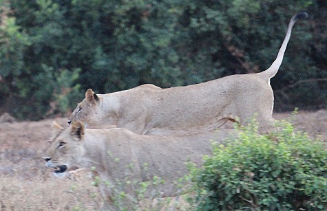 Die Nachfahren der Man Eater Löwen, Tsavo Ost