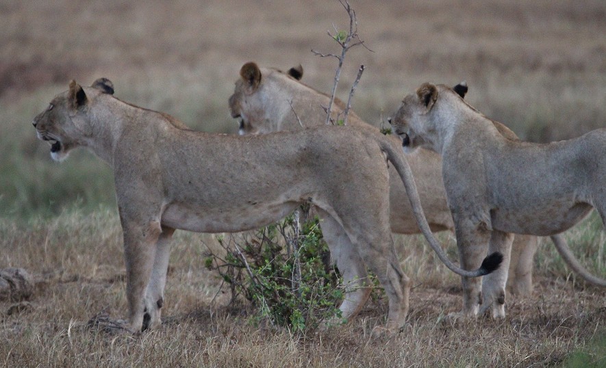 Die Nachfahren der Man Eater Löwen, Tsavo Ost