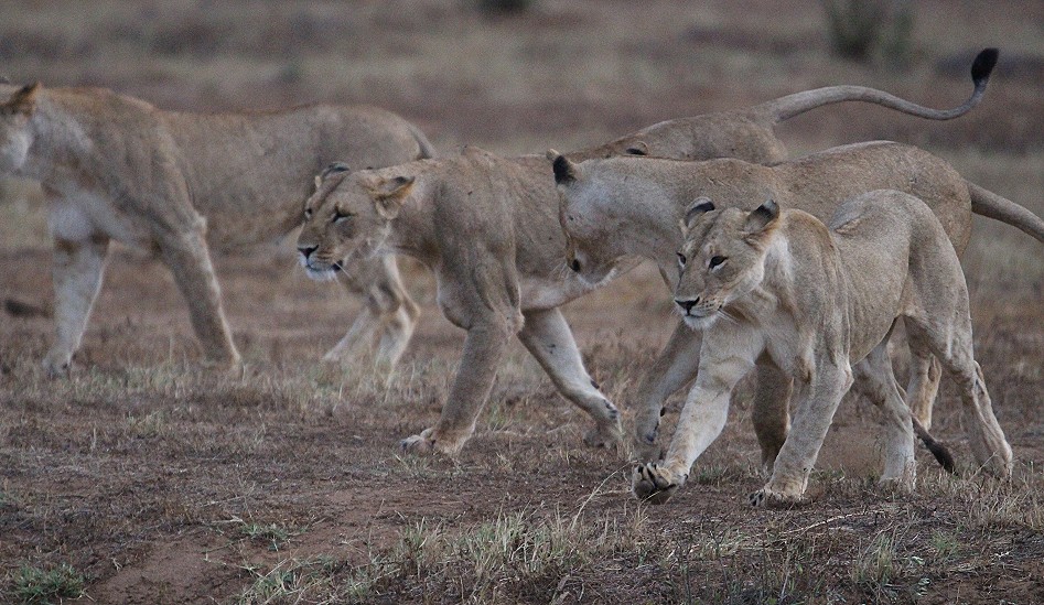Die Nachfahren der Man Eater Löwen, Tsavo Ost