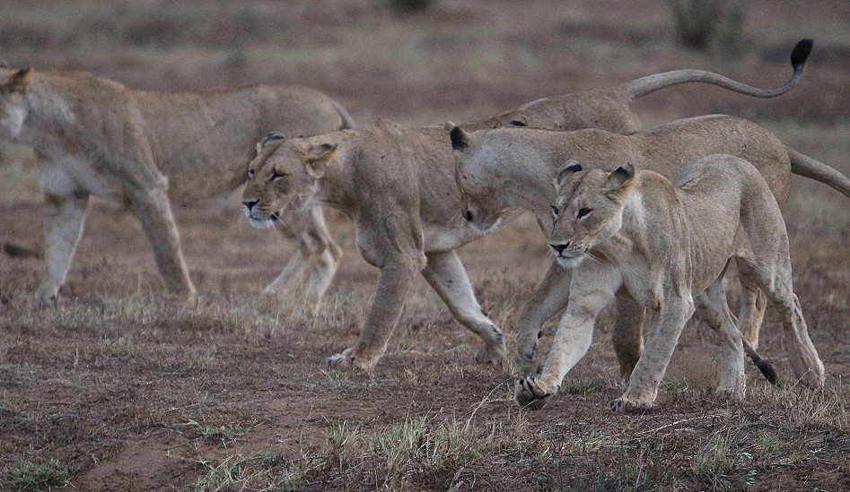 Die Nachfahren der Man Eater Löwen, Tsavo Ost