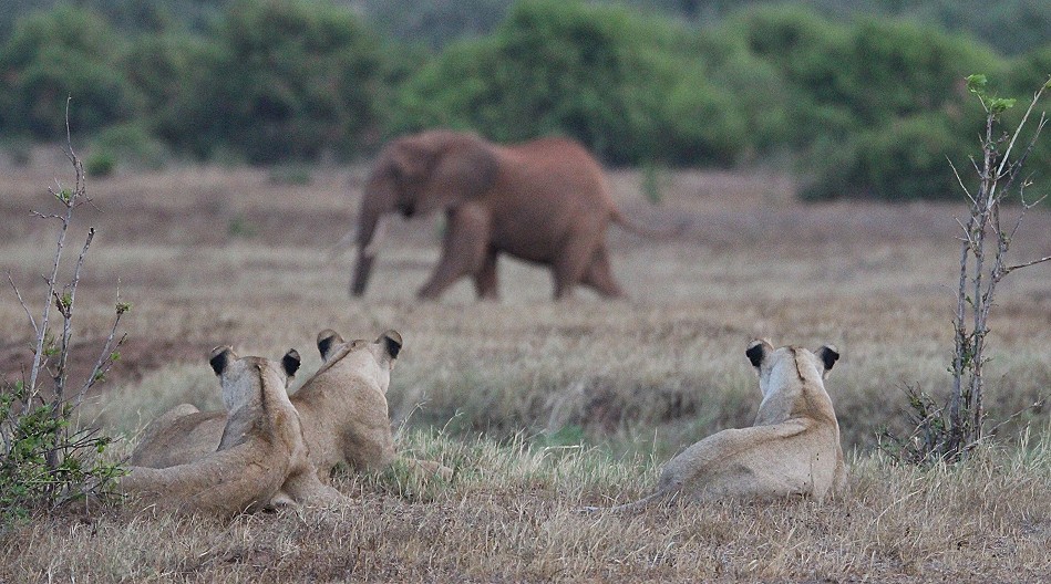 Die Nachfahren der Man Eater Löwen, Tsavo Ost