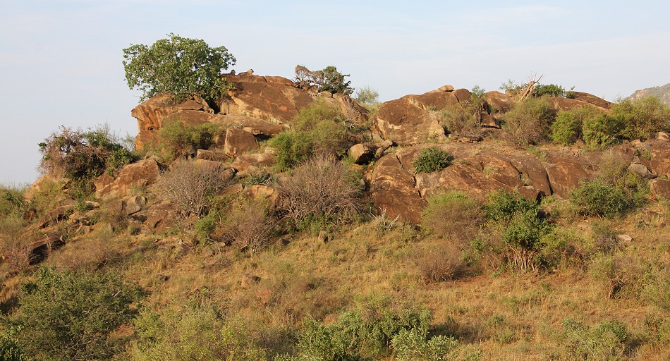 Die Nachfahren der Man Eater Löwen, Tsavo Ost