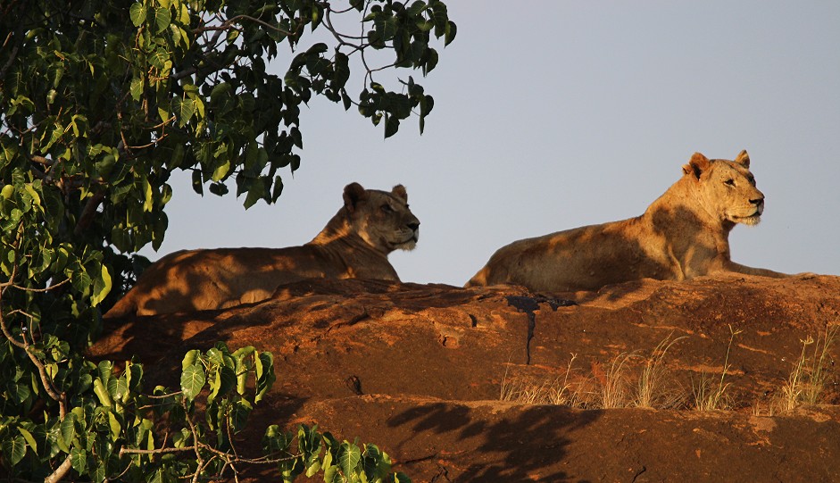 Die Nachfahren der Man Eater Löwen, Tsavo Ost