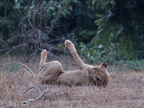 Löwen, Tsavo Ost