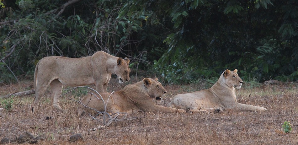 Löwen, Tsavo Ost