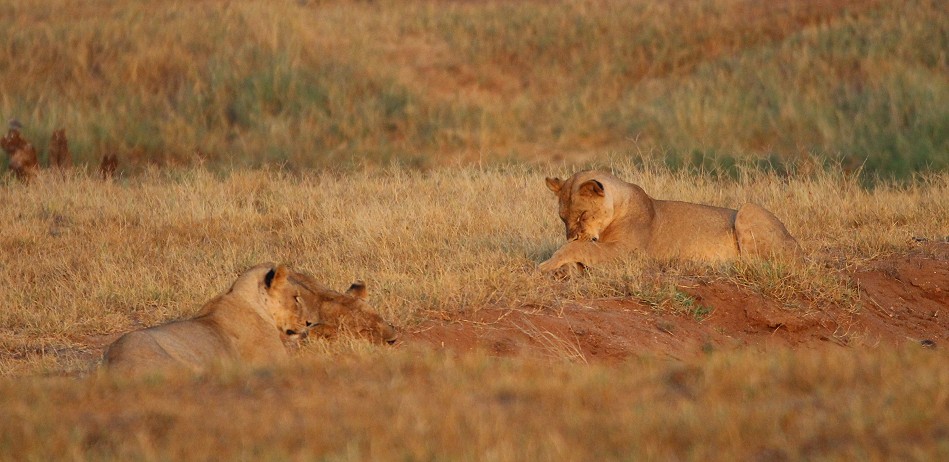 Die Nachfahren der Man Eater Löwen, Tsavo Ost