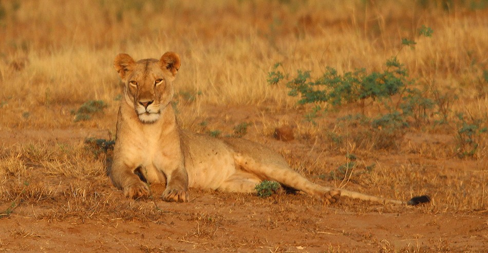 Die Nachfahren der Man Eater Löwen, Tsavo Ost