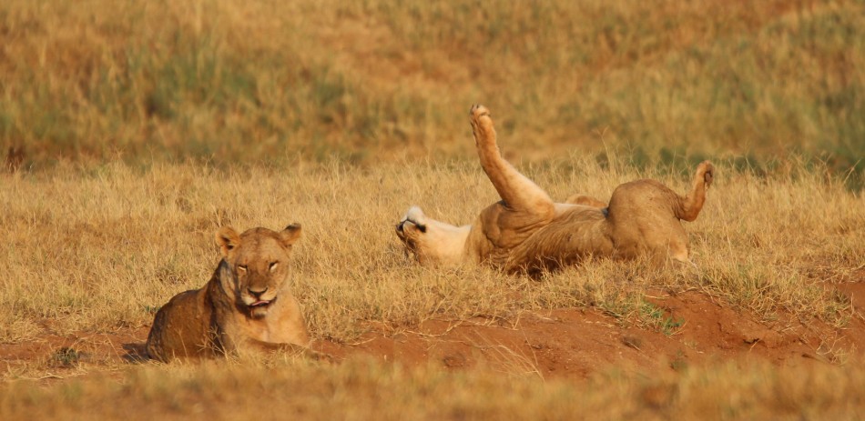 Die Nachfahren der Man Eater Löwen, Tsavo Ost