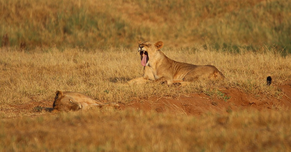 Die Nachfahren der Man Eater Löwen, Tsavo Ost