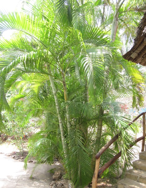 Mbuyu Beach Bungalows, Msambweni Beach