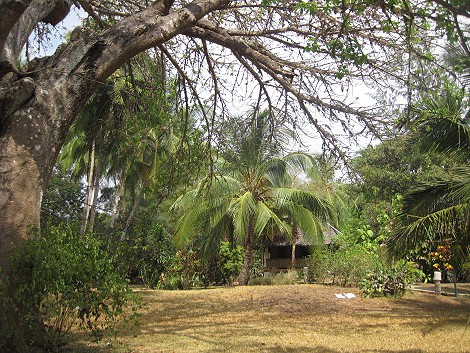 Mbuyu Beach Bungalows, Msambweni Beach