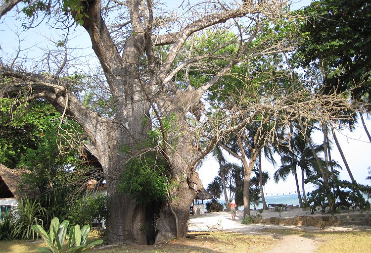 Mbuyu Beach Bungalows, Msambweni Beach