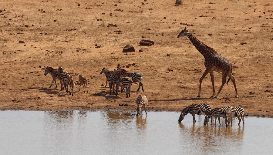 Mudanda Rock - Tsavo Ost National Park