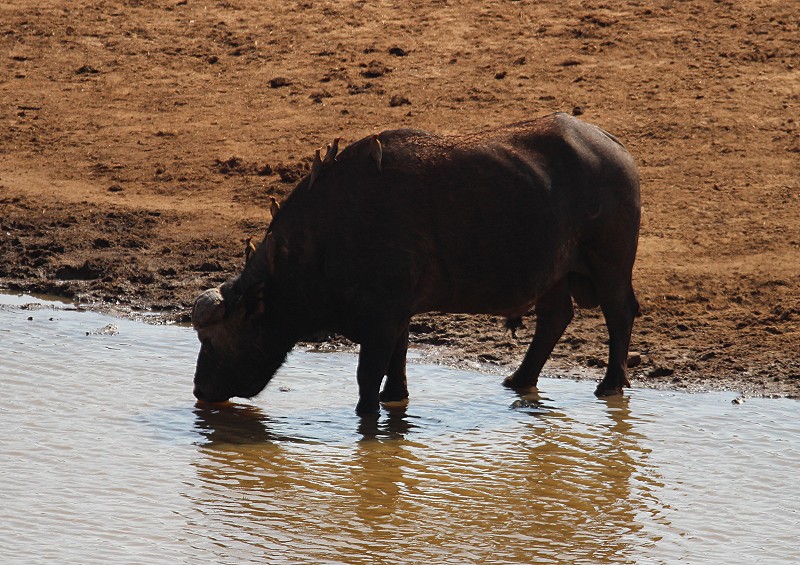 Mudanda Rock - Tsavo Ost National Park