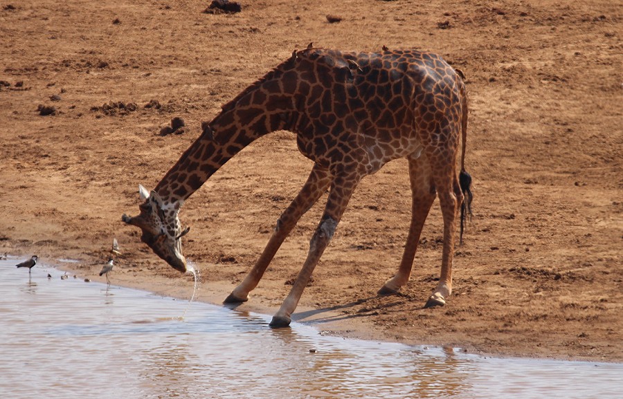 Mudanda Rock - Tsavo Ost National Park