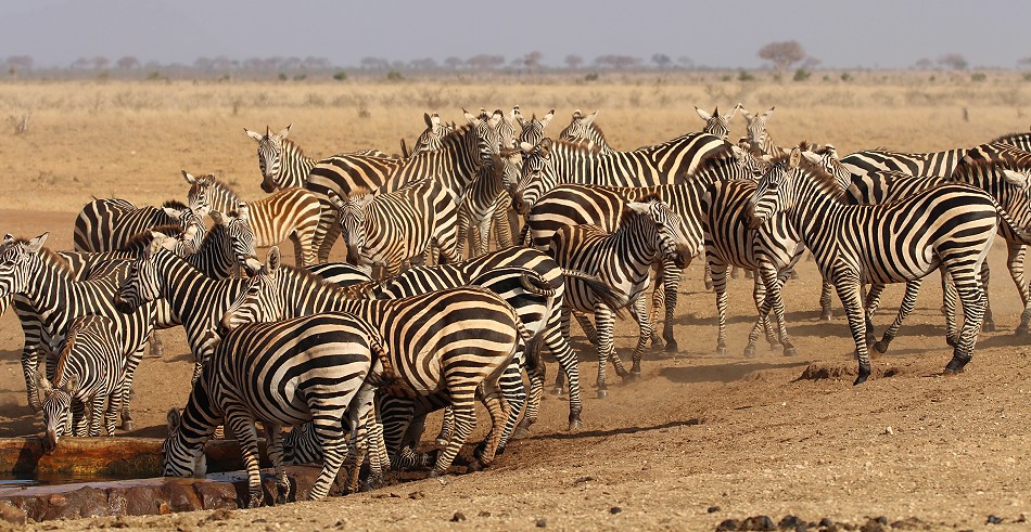 Ndara Wasserstelle - Tsavo Ost National Park