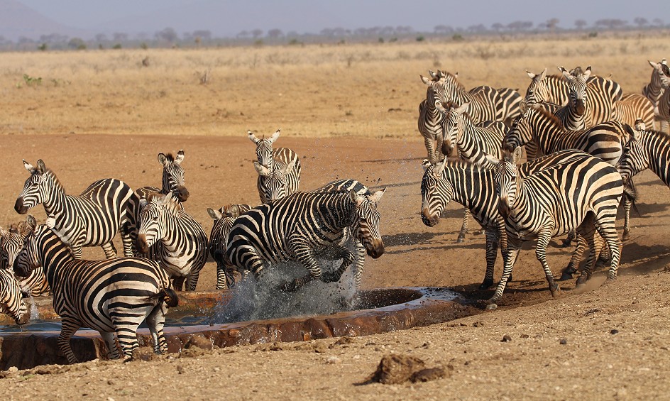 Ndara Wasserstelle - Tsavo Ost National Park