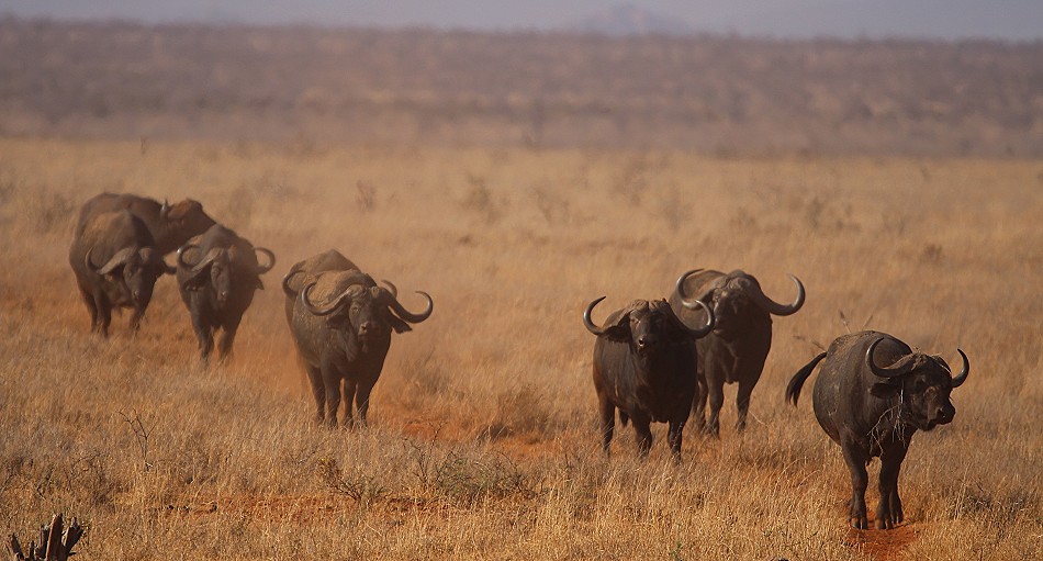 Ndara Wasserstelle - Tsavo Ost National Park