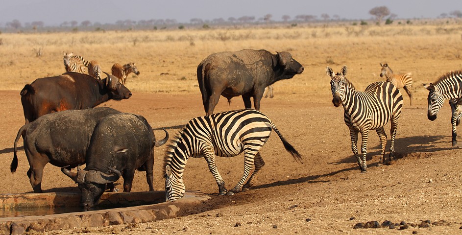 Ndara Wasserstelle - Tsavo Ost National Park