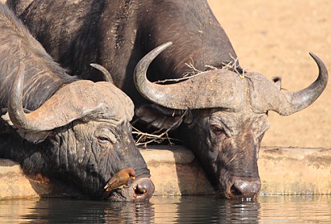 Ndara Wasserstelle - Tsavo Ost National Park