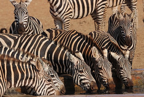 Ndara Wasserstelle - Tsavo Ost National Park