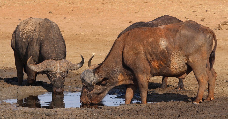 Ndara Wasserstelle - Tsavo Ost National Park