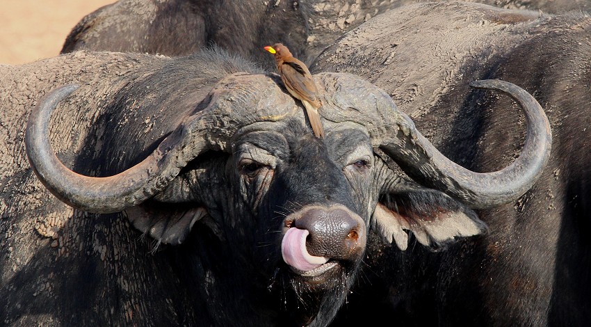 Ndara Wasserstelle - Tsavo Ost National Park