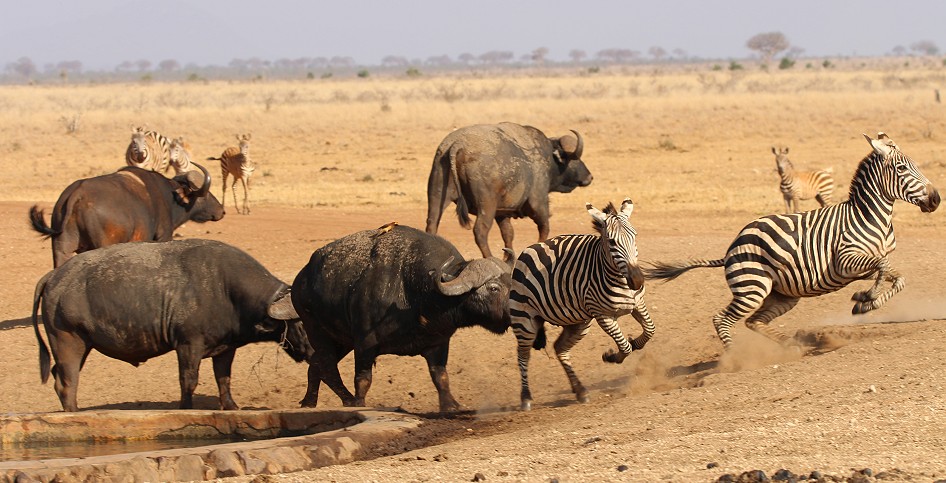 Ndara Wasserstelle - Tsavo Ost National Park