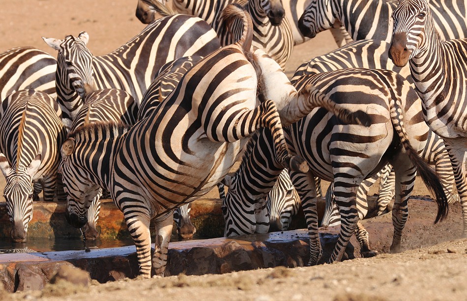 Ndara Wasserstelle - Tsavo Ost National Park