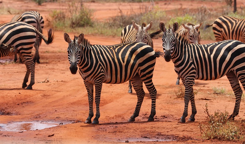 Ngutuni Lodge - Ngutuni Wildlife Sanctuari / Tsavo Ost