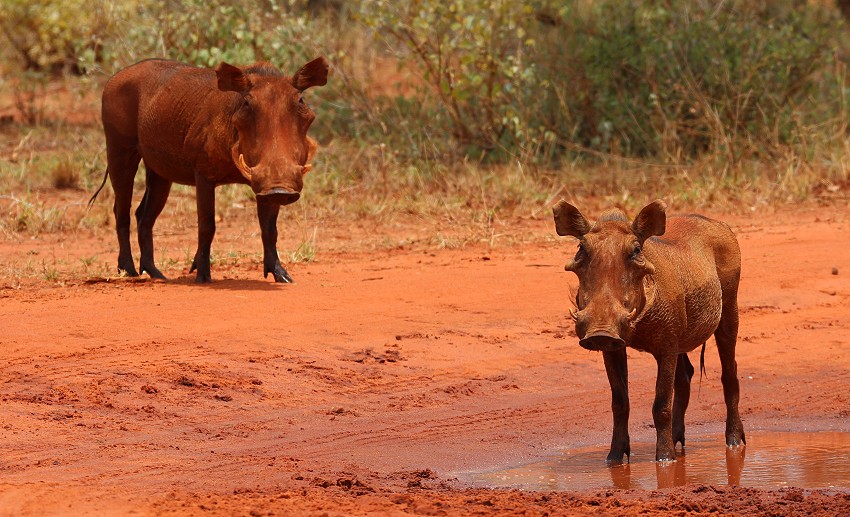 Ngutuni Lodge - Ngutuni Wildlife Sanctuari / Tsavo Ost