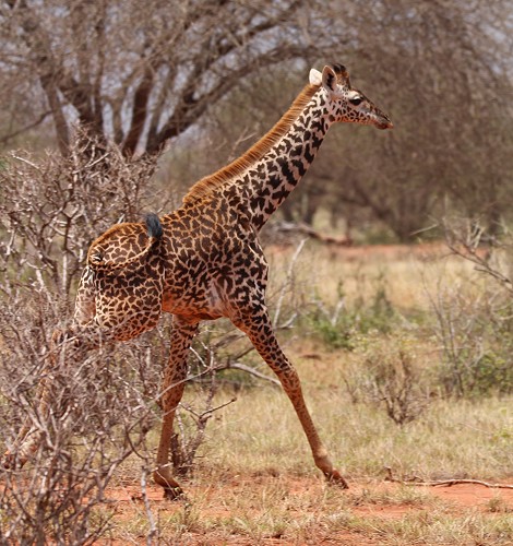 Ngutuni Lodge - Ngutuni Wildlife Sanctuari / Tsavo Ost