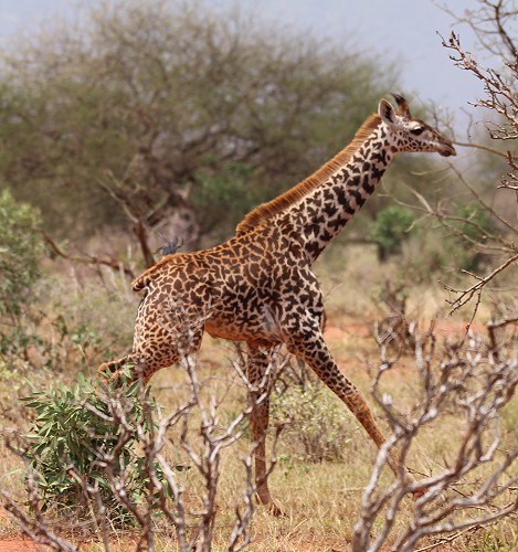 Ngutuni Lodge - Ngutuni Wildlife Sanctuari / Tsavo Ost