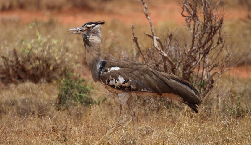 Ngutuni Wildlife Sanctuari / Tsavo Ost