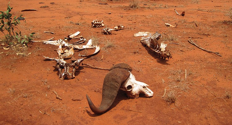 Ngutuni Lodge - Ngutuni Wildlife Sanctuari / Tsavo Ost