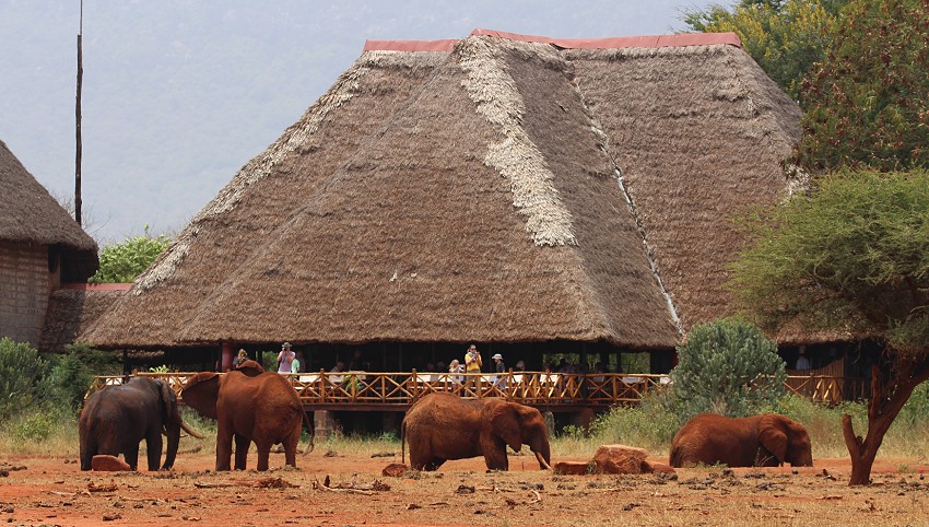 Ngutuni Lodge - Ngutuni Wildlife Sanctuari / Tsavo Ost