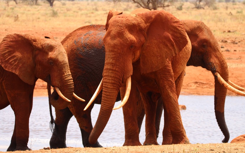 Ngutuni Lodge - Ngutuni Wildlife Sanctuari / Tsavo Ost