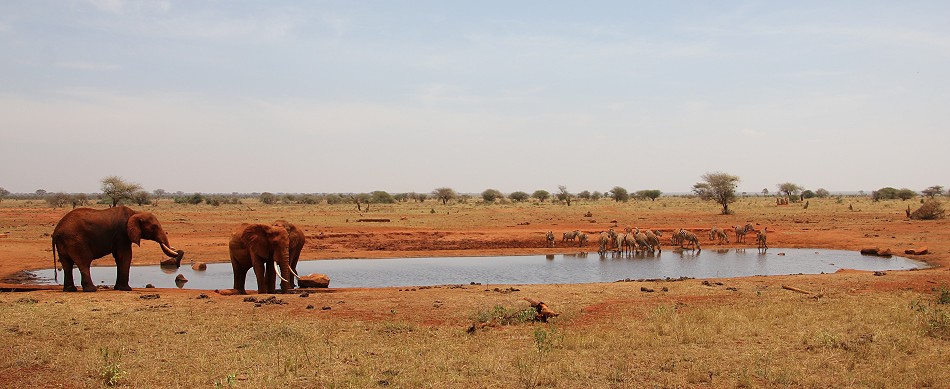 Ngutuni Lodge - Ngutuni Wildlife Sanctuari / Tsavo Ost