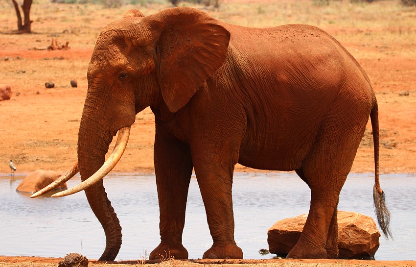 Ngutuni Lodge - Ngutuni Wildlife Sanctuari / Tsavo Ost