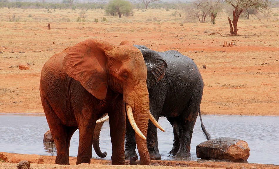 Ngutuni Lodge - Ngutuni Wildlife Sanctuari / Tsavo Ost