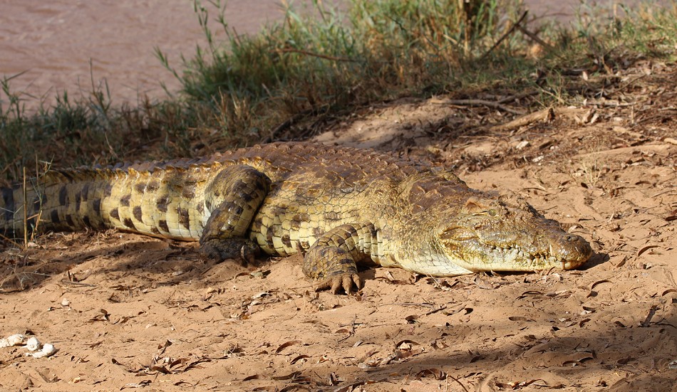 Galana Crocodile Camp  - Tsavo Ost
