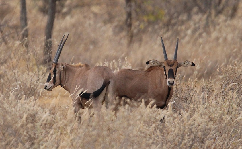 Tsavo West National Park - Kenya