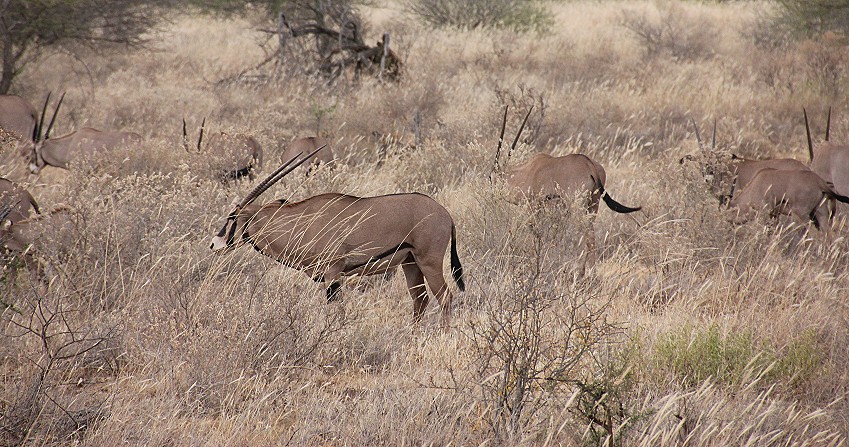 Tsavo West National Park - Kenya