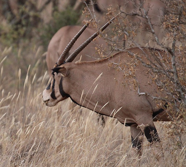 Tsavo West National Park - Kenya