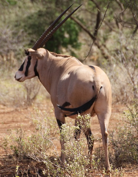 Fransenohr Oryx