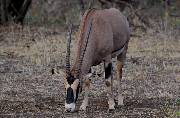 Fransenohr Oryx