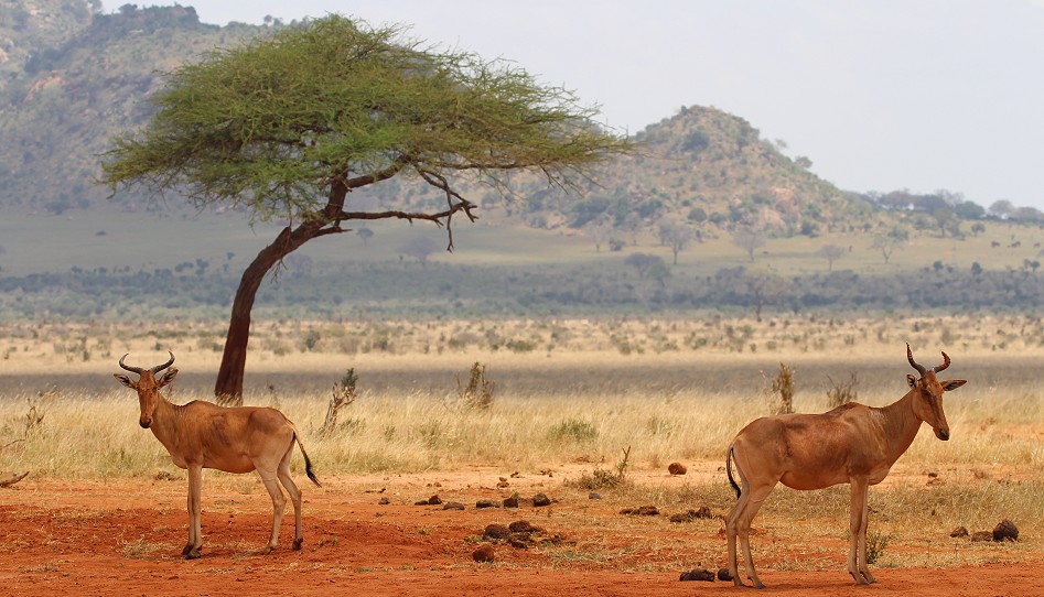 Pipeline Road - Tsavo Ost National Park