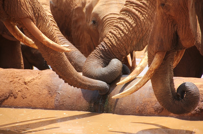 Pipeline Road - Tsavo Ost National Park