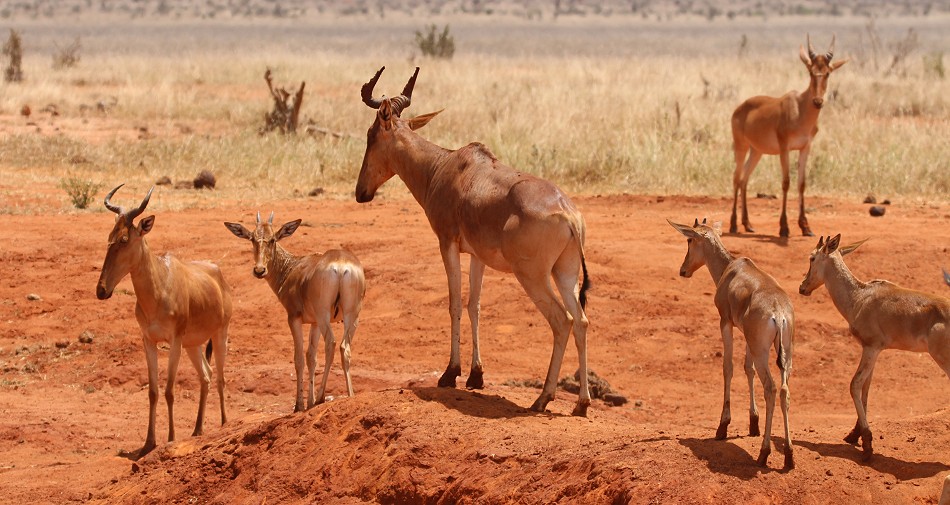 Pipeline Road - Tsavo Ost National Park